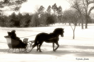 one-horse-sleigh-37976_staats1