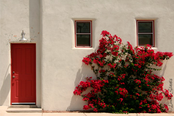 bougainvillea-red-white_staats