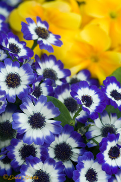 cineraria-primroses_staats