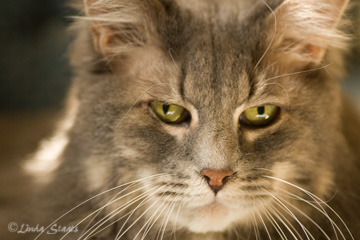 Tinker upclose 38621