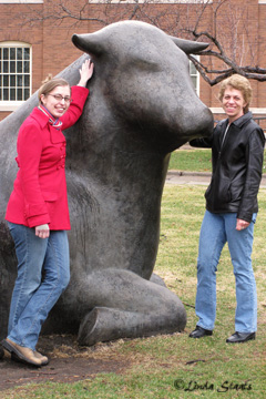 um-cows_staats