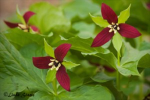 Purple trillium 39152