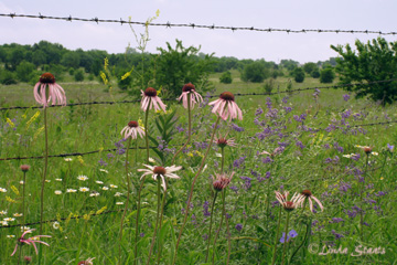 Kansas wildflowers_Staats