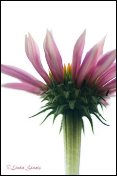 Under the coneflower 50052