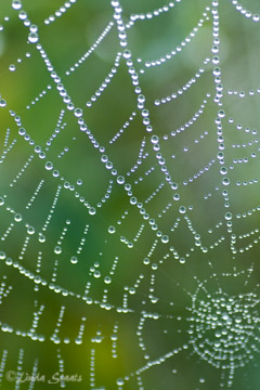 Dew on spiderweb_Staats