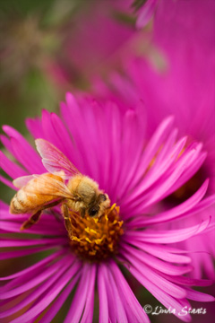 Hard at work 50930_Staats