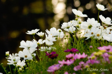 The dance of the white cosmos 50841_Staats