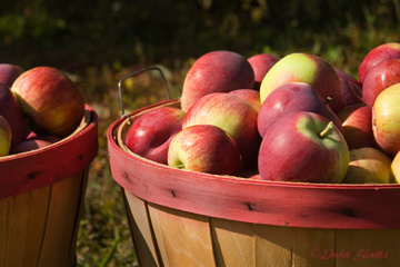 Apple harvest 51178_Staats