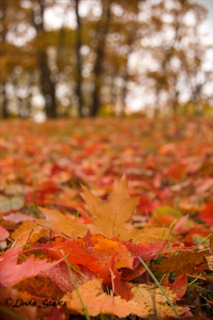 Autumn carpet 51484_Staats