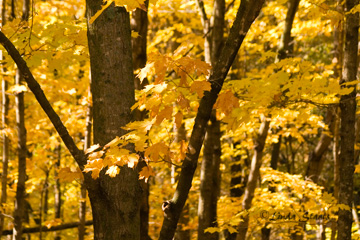 Golden fall_Staats