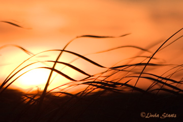 Blowing grasses 51547_Staats