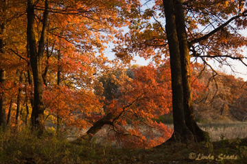 Fall at Carlos Avery WMA 51522_Staats