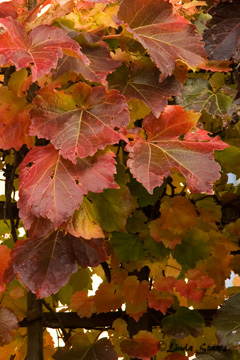 Fall ivy 58300_Staats