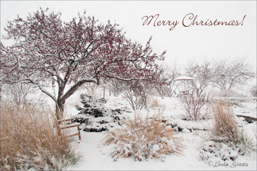 Winter in the garden 70448_Staats