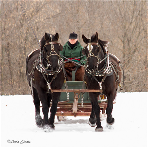 Bringing them home 7D_0156 _Staats