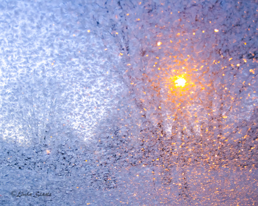 Morning frost PS2341_Staats