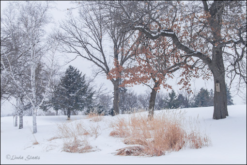 Winter colors after the snow 7D_0667_Staats