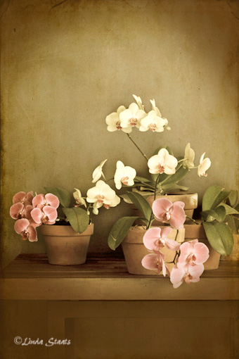 Orchid still life 0794_Staats
