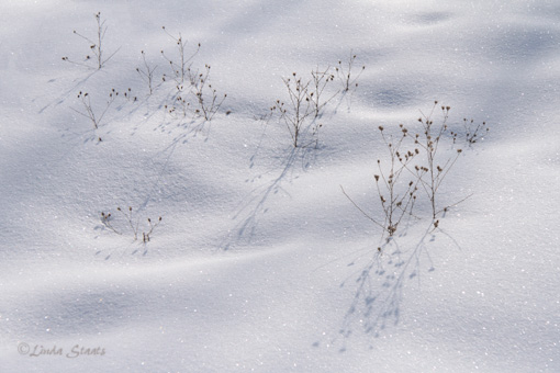 Winter sun & shadow play 7D_0902 _Staats