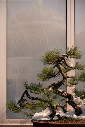 Ponderosa pine bonsai 7D1232_Staats