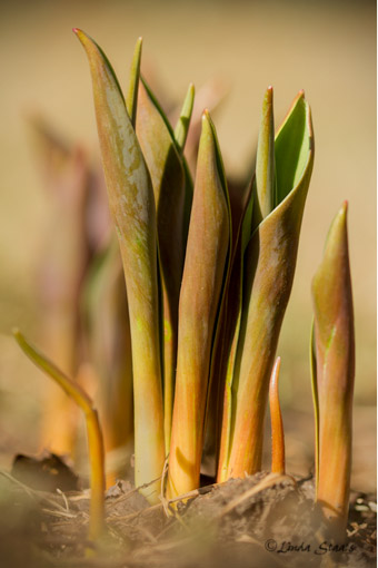 Tulip sprouts 7D_1364 _Staats