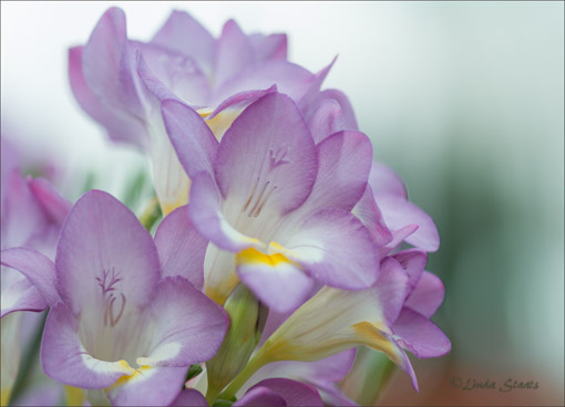 Spring's freesias 7D1125_Staats
