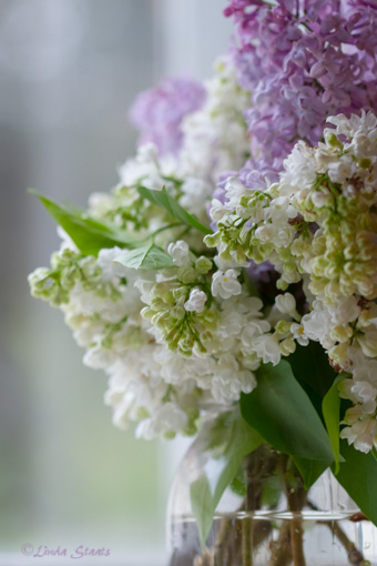 Whtie & purple lilacs 7D_1731 _Staats