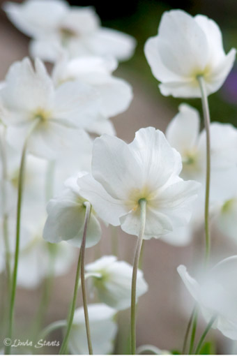 Anemone dance 7D_1826 _Staats