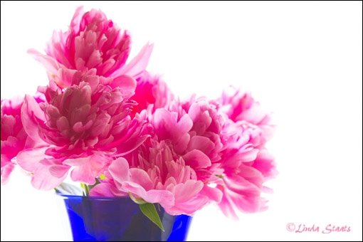 Pink peonies 1975_Staats