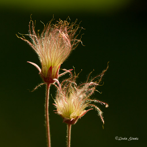 Prairie smoke 7D_1770 _Staats