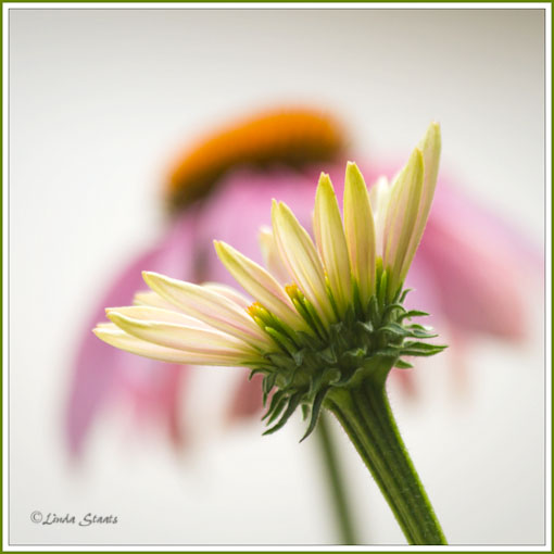 Coneflowers 7D_2268_Staats