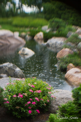 Morning rain in the Japanese garden 7D_2197_Staats