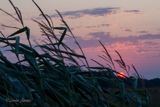 Daybreak in the cornfield_Staats