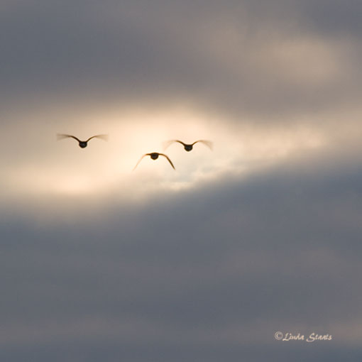 Swans in the sun 52836_Staats