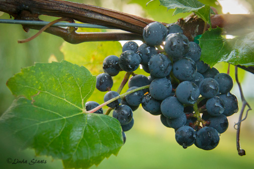 Frontenac grape cluster 3310_Staats