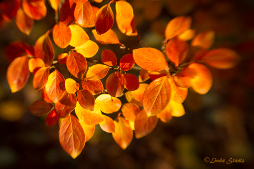 Autumn gold 3889_Staats