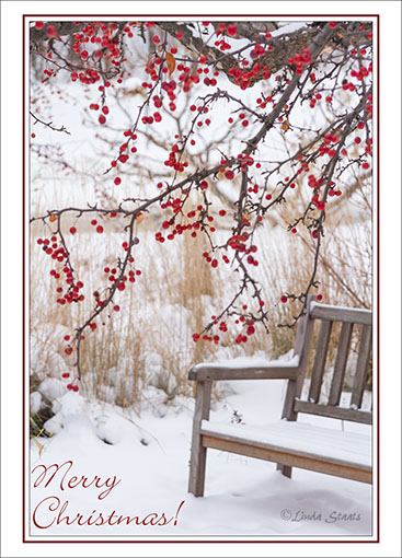 Winter cranberry tree 4291_Staats