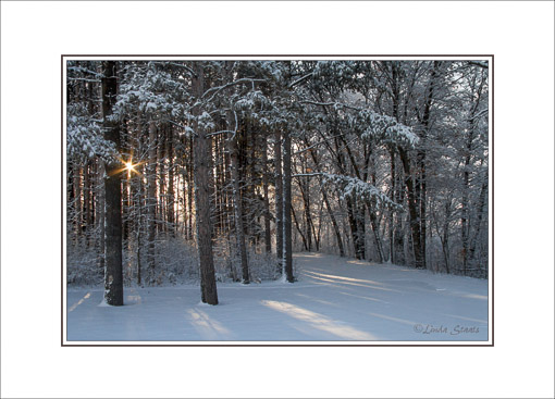 Winter daybreak through the trees_Staats