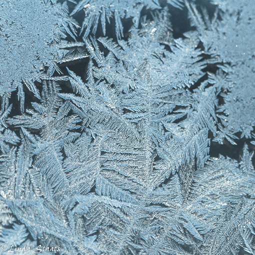 Blue window frost_Staats