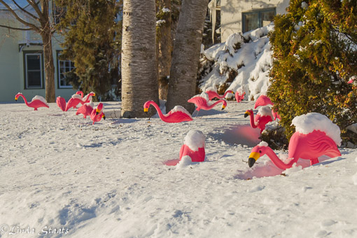 Flamingos in the snow_Staats