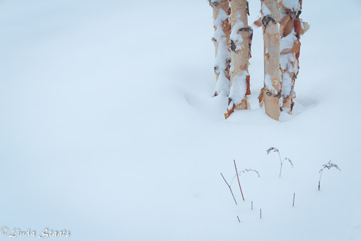 Paper birch of winter_Staats