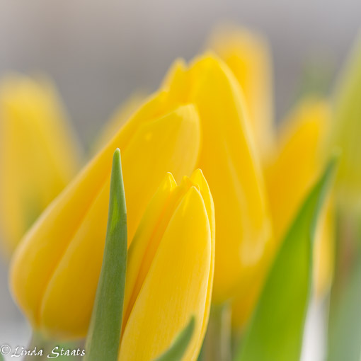 Yellow tulips_Staats