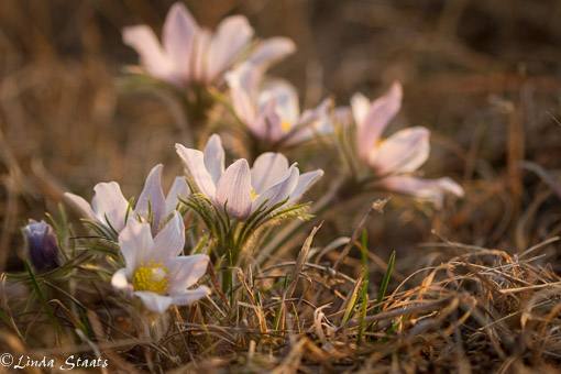 Pasque flowers_Staats