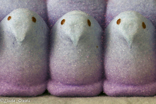 Peeps upclose_Staats