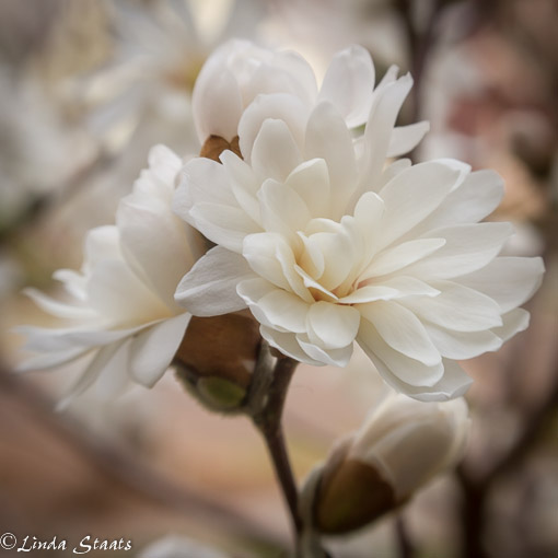 Magnolia 1436.Staats