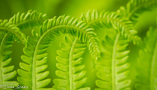 Ferns