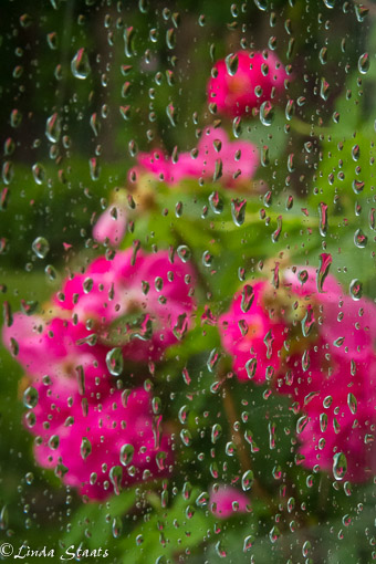 Roses through the rain_Staats