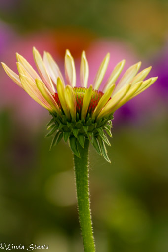 Bright coneflower_Staats