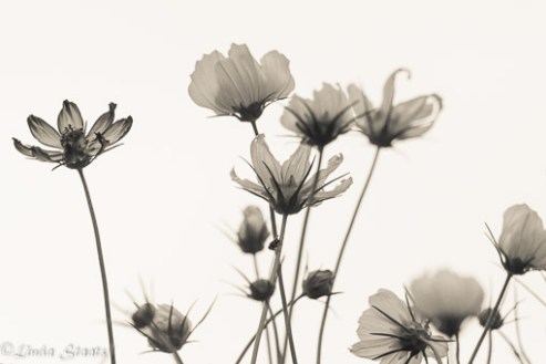 Cosmos against the sky_Staats