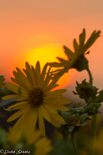 Sunflowers at sunset_Staats